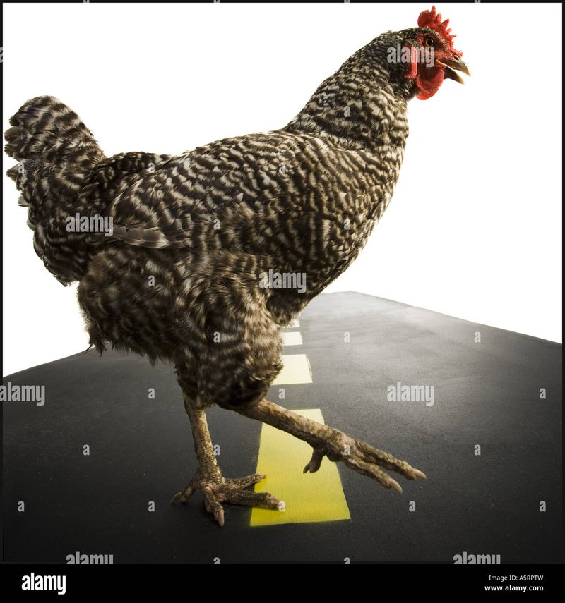 Ontdek Het Populaire Chicken Road Gokspel in Nederland Nu Online - overview